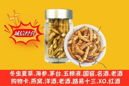 千山区回收散虫草